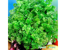 ������� ����������� 9,1 ���. (0,5 ��.).jpeg