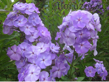 ������ ���������