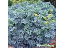 ���� ���������� ���. ����.jpeg