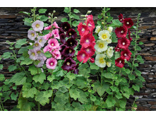 ������ ����������� ����� �����3.jpg