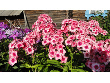 ���� ��� �������