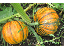 ����� F1 �������� ���. ����2.jpg