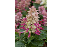 ������� ������ ����������. ���� �� ��������� � ����� 3.jpg