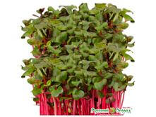 ����������� ����� 19 ���. - ������� �������. ����� � �����.jpeg