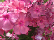 ���� ��������