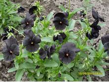 ����� ������ ��������3.jpg