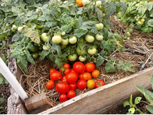 ����� ������� �����2.jpg