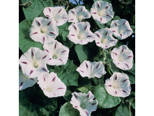 ������ ������� ���� 2.jpg