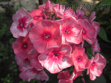 ����� ��� �������