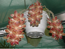 P.gigantea 2.jpg