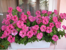 ������� F1 �����������, �������4.jpg