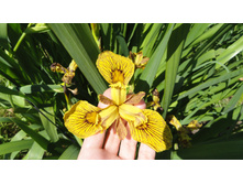 ���� �������� ������