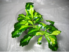 ������� Duranta erecta 'Green and Gold'-...