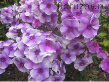 ������� �������