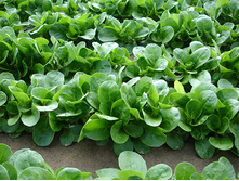 ����� ���� ������ 9,6 ���. (1 ��.).jpg