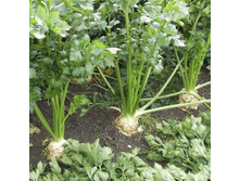 ��������� �������� ���. ����.jpg