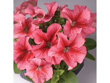 ������� F1 ������� ������ ��������� ���. ����3.jpg