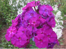 ��������� �����