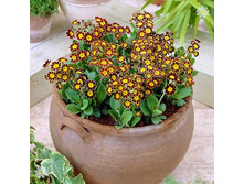 ������� ���������� �������.jpg