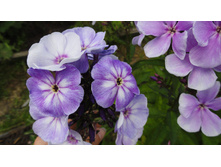 ���� ��� ���