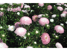 ����� ���� ���� 4.jpg