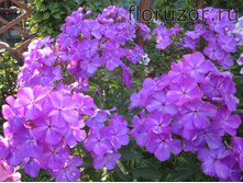 ����� �������