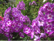 ���� (Katja)