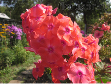 ������ ��������