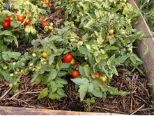 ����� ������� �����3.jpg