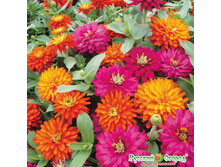 ������ F1 ���� ������ 42 ���. (10 ��.).jpeg