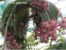 P.gigantea.jpg