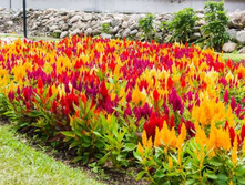 ������� ������, �����.jpg