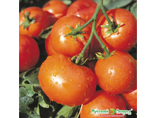 ����� ������� ������ ������� 11 ���. (0,2 ��).jpeg