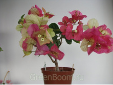 �����������   Snow Cup Mylty- ������ �������� ....