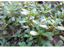 �������� ��������� ������� 9,10 ���. (0,1 ��.).jpg