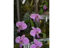 P.schilleriana'TKB' 3.JPG