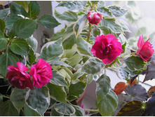 ��������� ��� ���� ���� �� ���������3.jpg