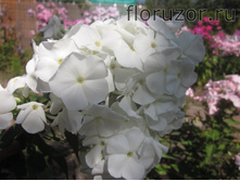 ��� ������