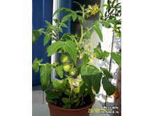 ����� ������� �����5.jpg