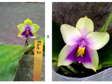 P.bellina × sib.jpg