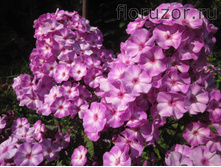 ����� ������ ���