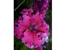 ������� F1 �����������, �������.jpg