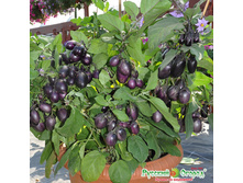 �������� ����� ��� - 53,5 ���. (5 ��.).jpeg