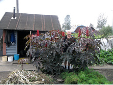 ��������� ������������ 11 ���. (5 ��.)