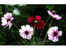 ������ ������� � �����.jpg