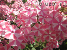 ���������� ����� (Peppermint Twist)