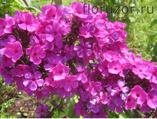 ����� �������