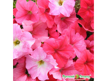 ������� F1 ����� ����� �� - 15,80 ���. (10 ��.).jpeg