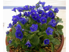 ������� �������������� �����������2.jpg