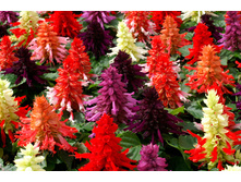 ������� ���������� F1 �����2.jpg